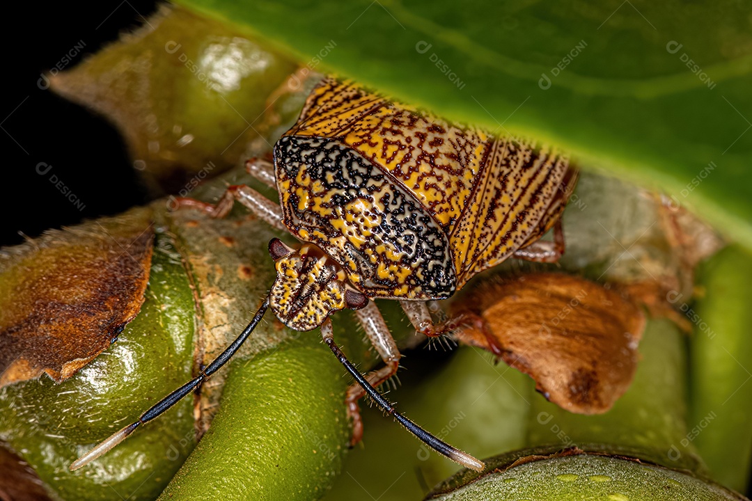 Percevejo adulto da espécie Antiteuchus sepulcralis