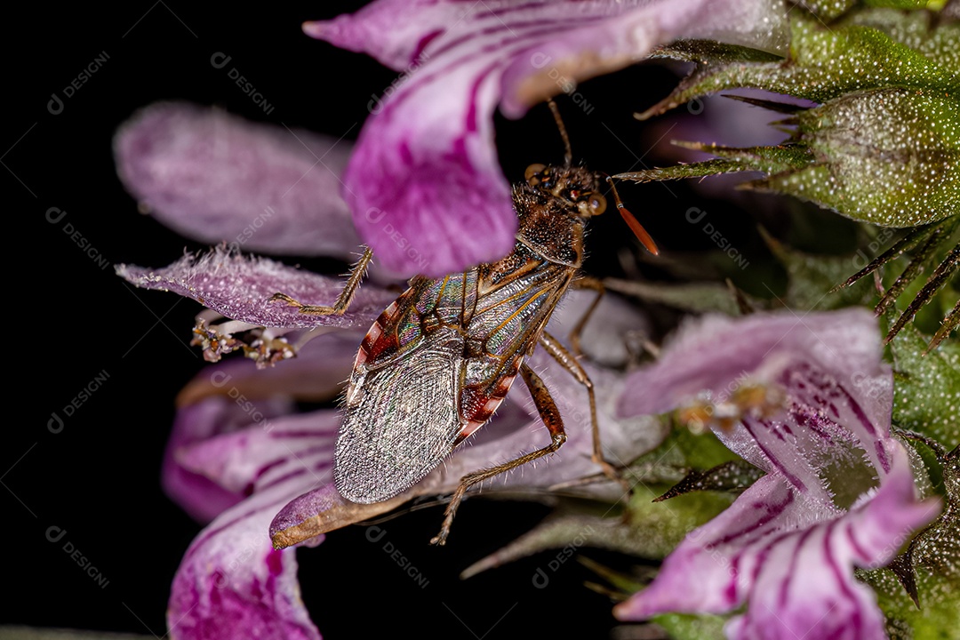 Inseto de planta sem cheiro adulto da subfamília Rhopalinae