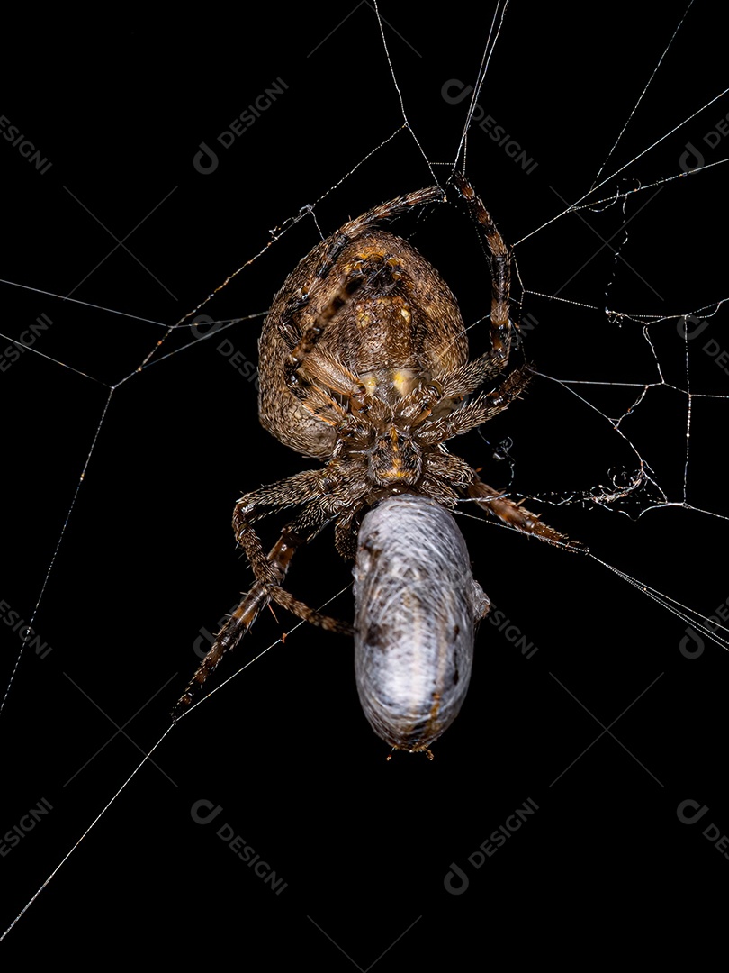 Feminino Adulto Típico Orbweaver da Família Araneidae.