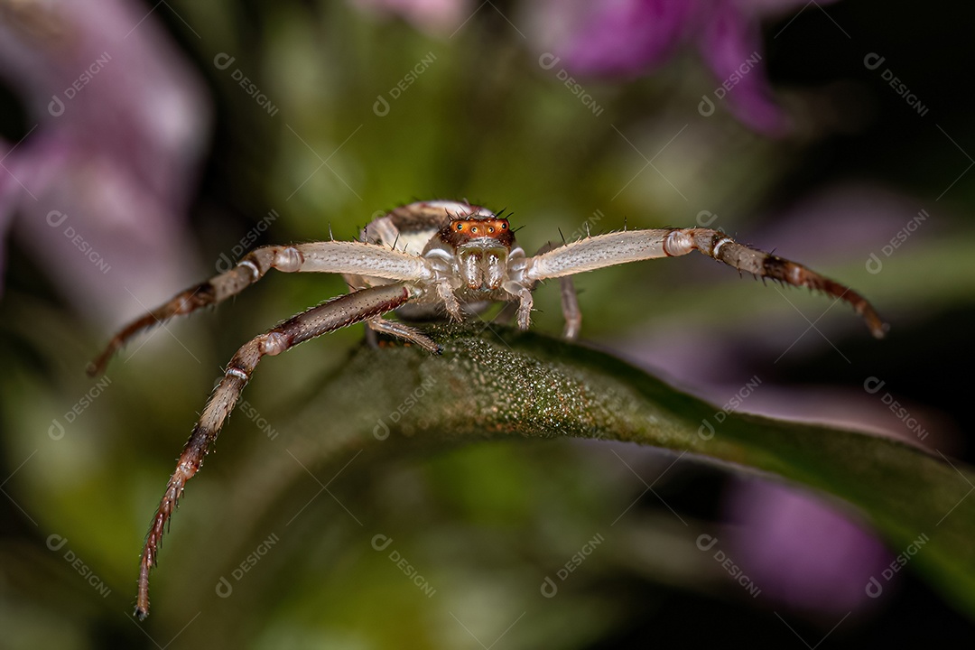 Aranha-caranguejo fêmea adulta da família Thomisidae