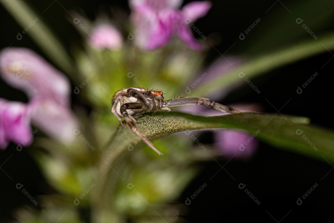 Aranha-caranguejo fêmea adulta da família Thomisidae