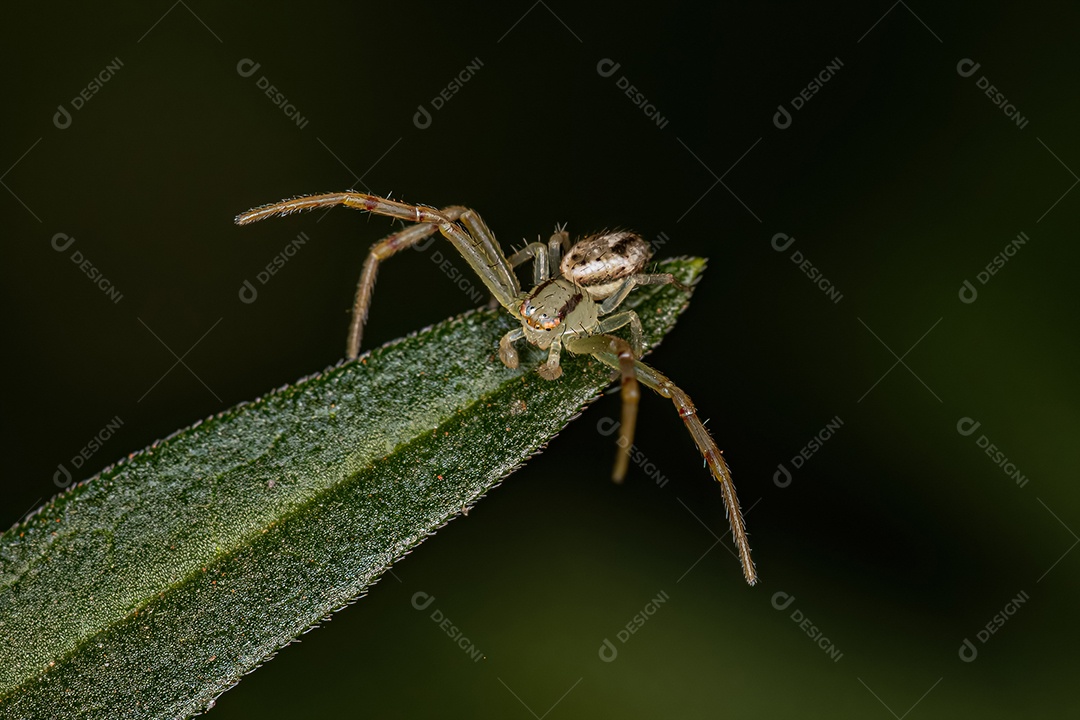 Aranha-caranguejo macho adulto da família Thomisidae.