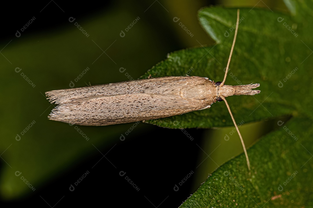 Mariposa adulta da subfamília Crambinae.