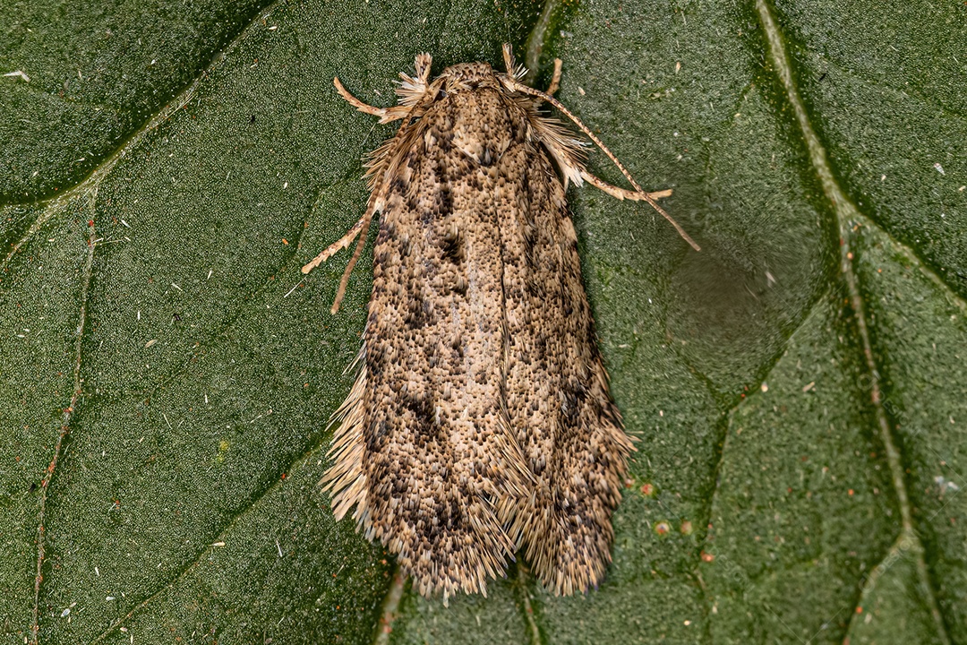 Mariposa tuberosa adulta do gênero Tiquadra.