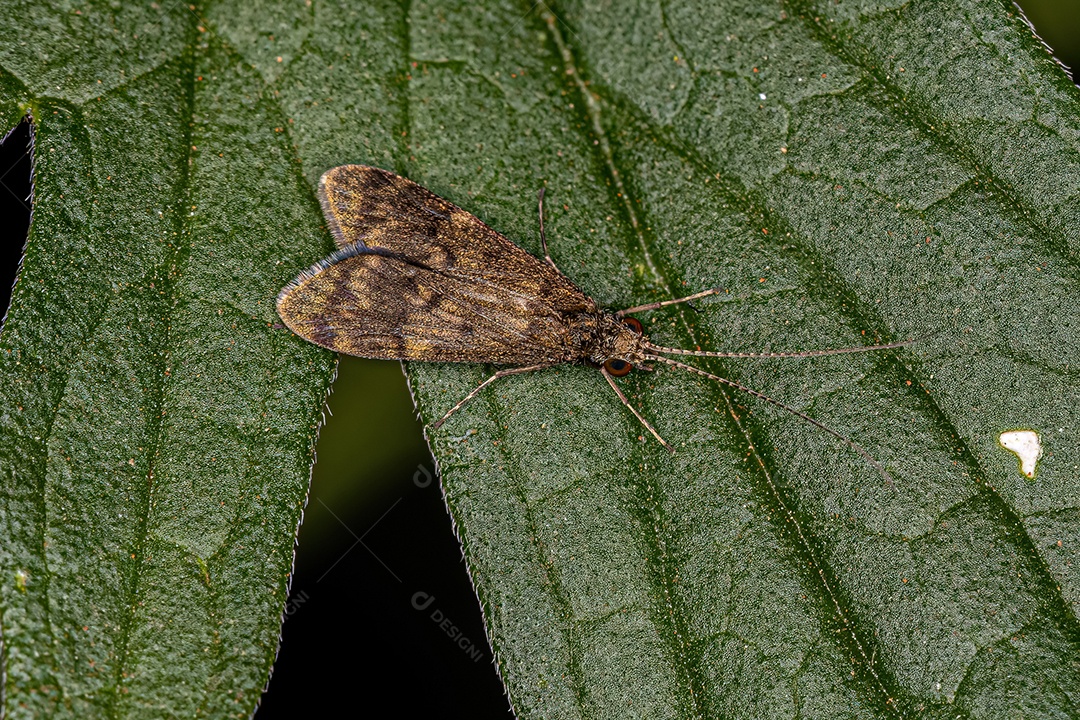 Caddisfly fiador de rede adulto do gênero Smicridea.