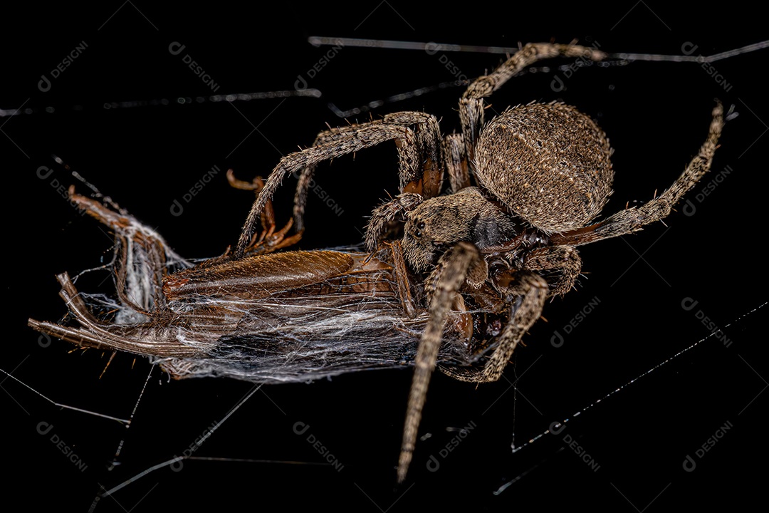 Aranha Orbweaver pequena da família Araneidae.