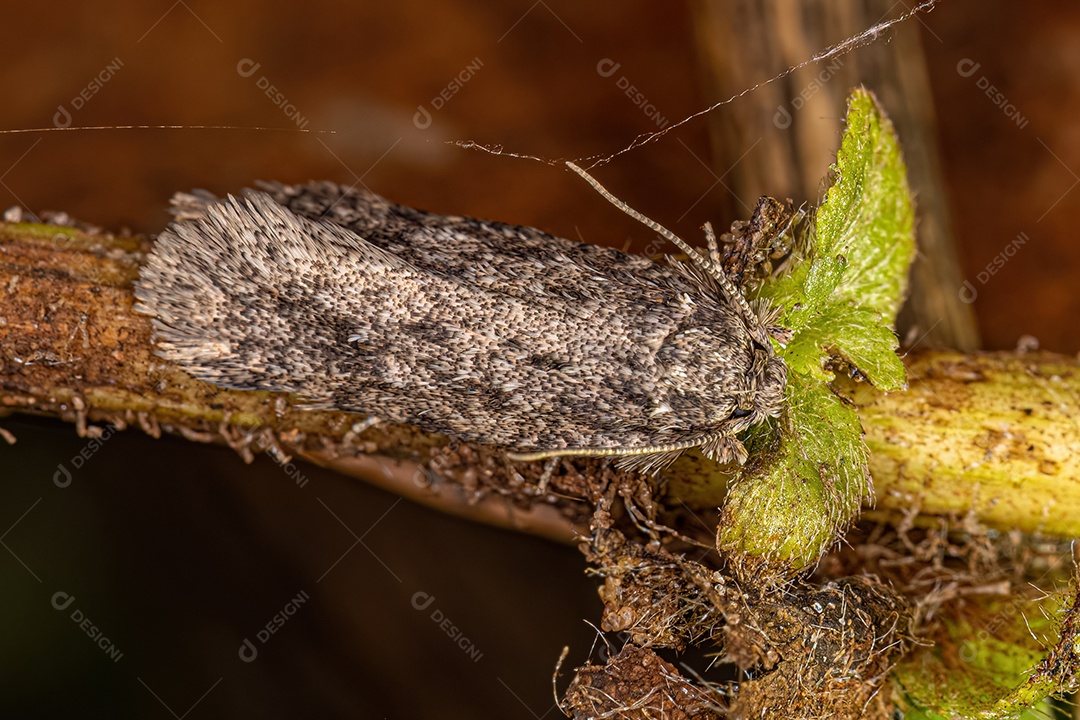 Mariposa tuberosa adulta da família Tineidae.