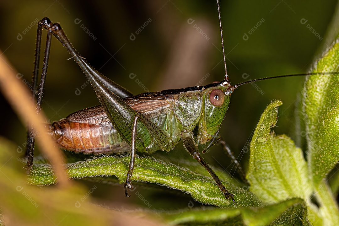 Lesser Meadow Katydid Ninfa do Gênero Conocephalus.