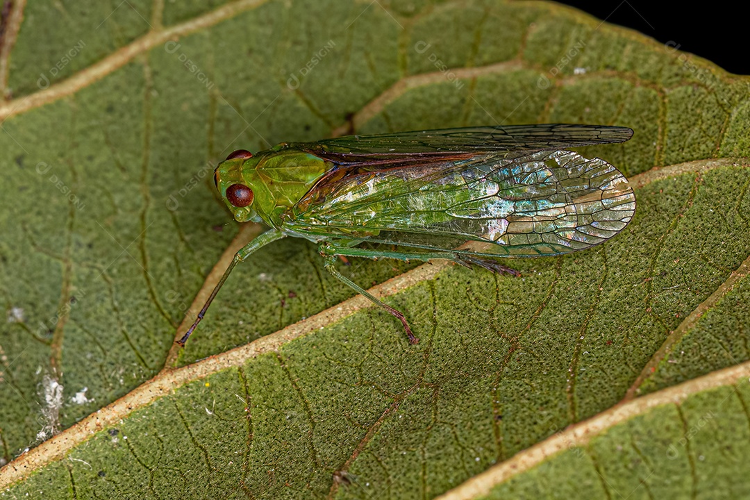 Inseto cigarrinha verde adulto da família Dictyopharidae.