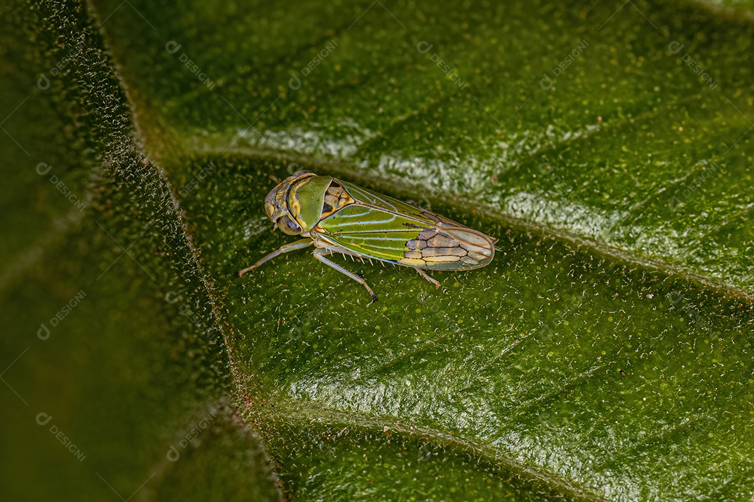 Cigarrinha típica adulta da subfamília Cicadellinae.