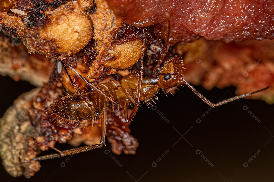 Formiga carpinteira fêmea adulta do gênero Camponotus.