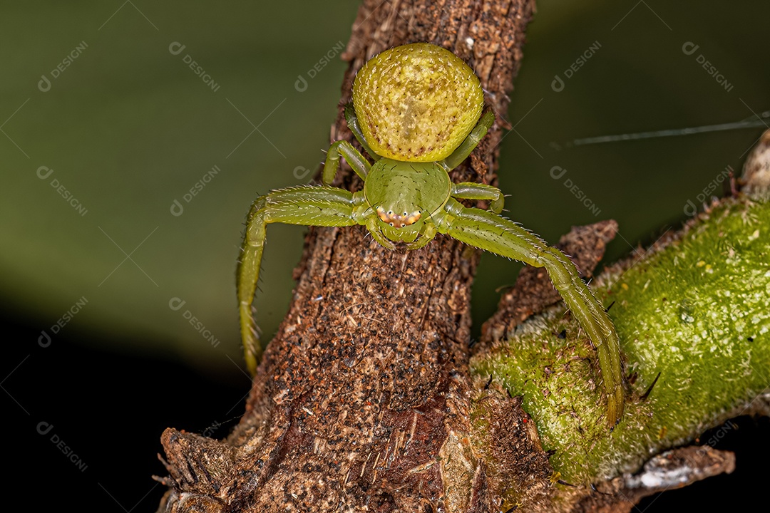 Aranha Caranguejo Fêmea Pequena da Família Thomisidae.