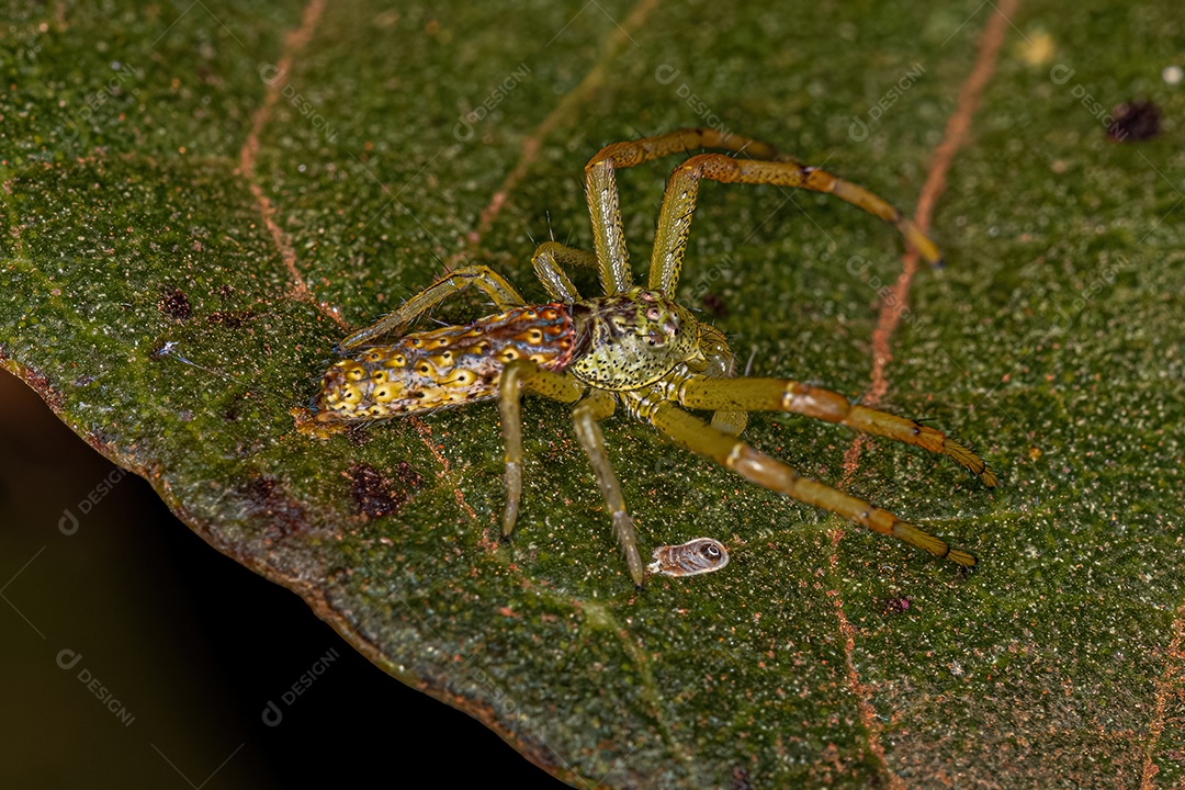 Adulto Polvo Caranguejo Aranha do Gênero Tmarus.