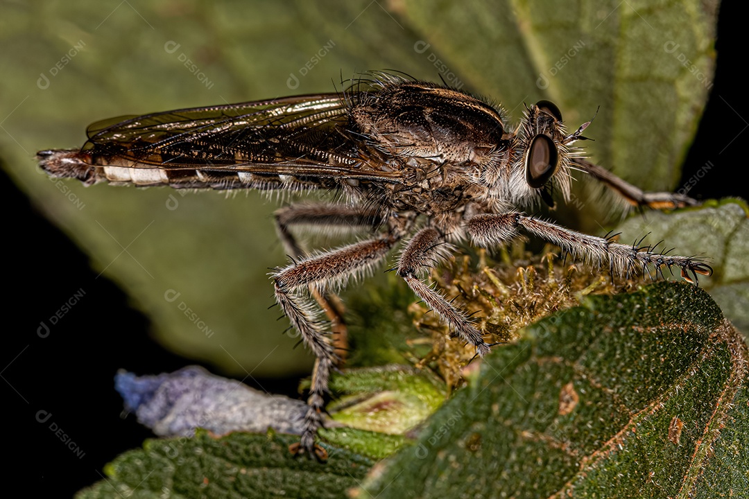 Mosca ladrão adulta do gênero Triorla
