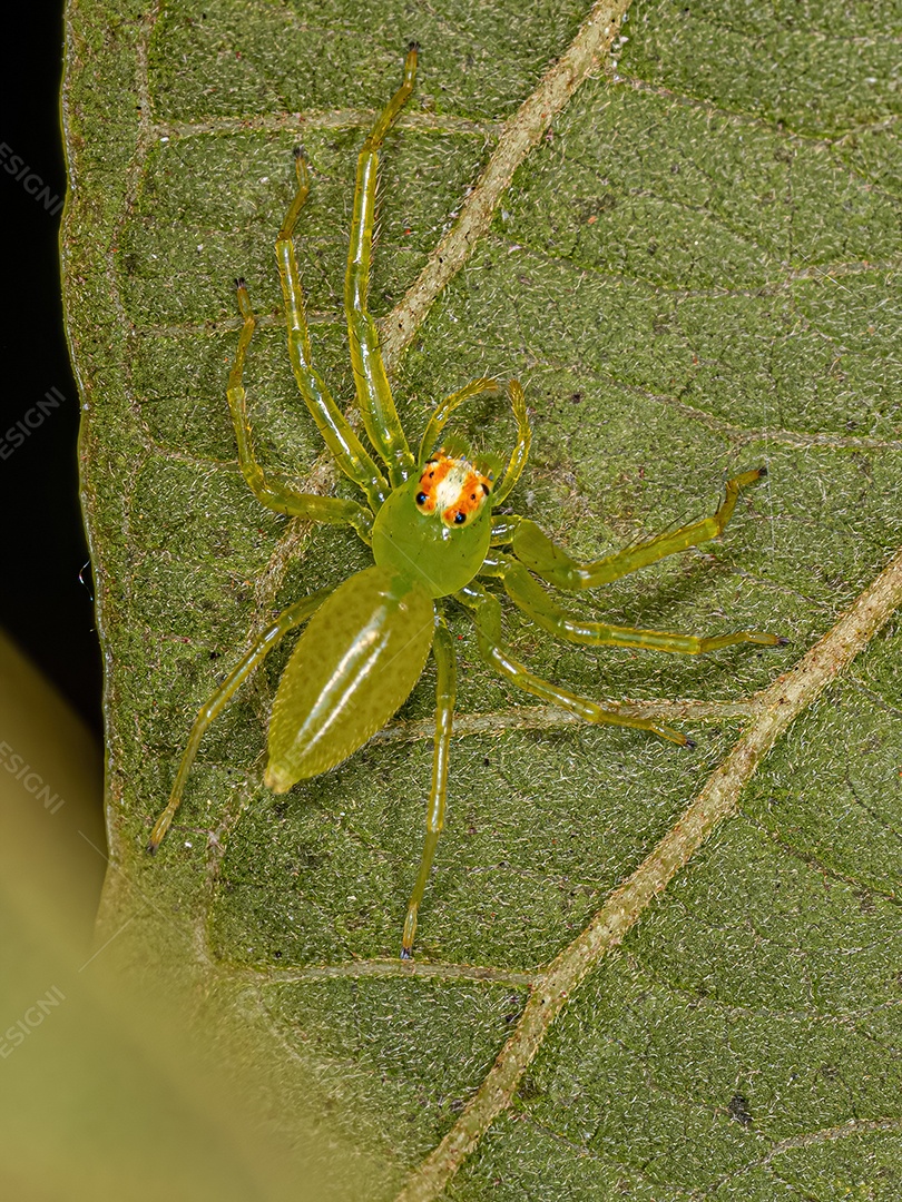 Mosca ladrão adulta do gênero Triorla
