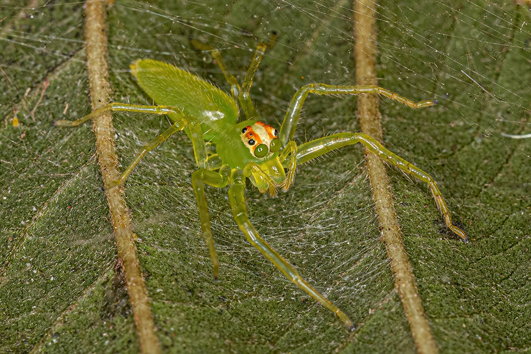 Aranha saltadora verde translúcida fêmea adulta do gênero Lyssomanes