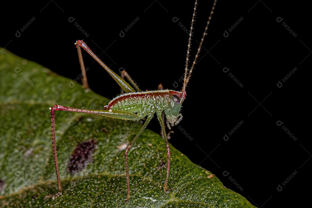 Folha Katydid Ninfa da Subfamília Phaneropterinae
