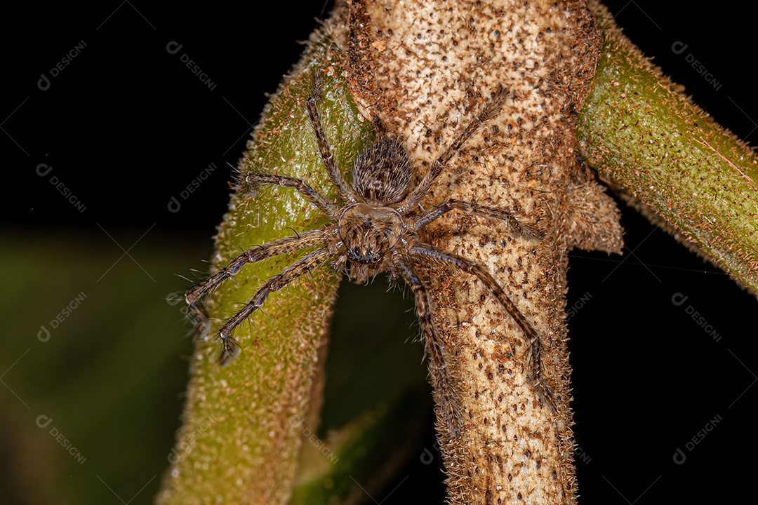 Huntsman Spider Juvenil do Família Sparassidae