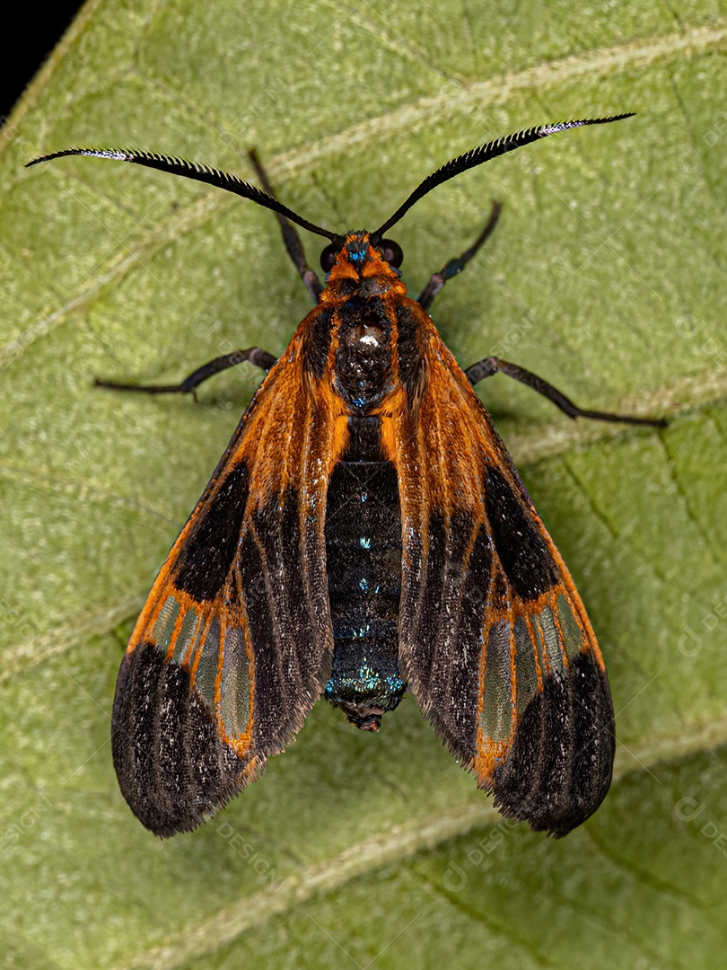 Inseto sobre floresta