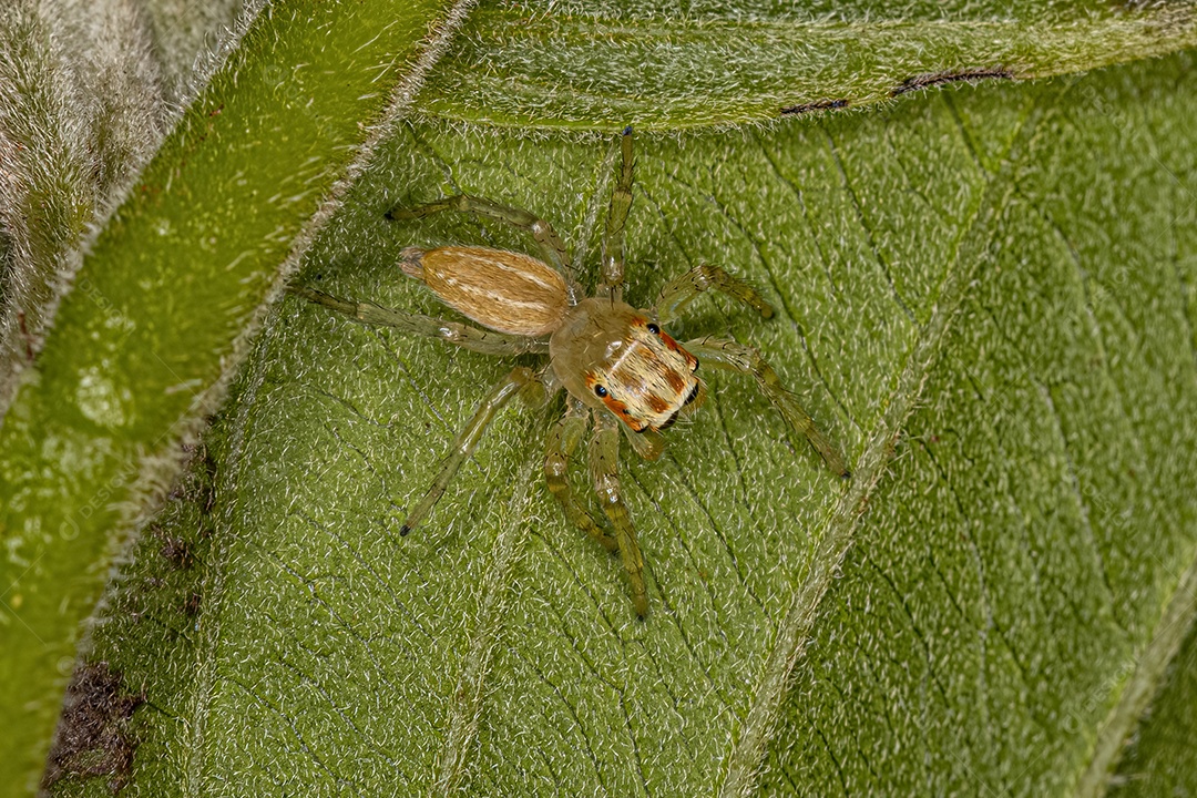 Pequena aranha saltadora do gênero Chira