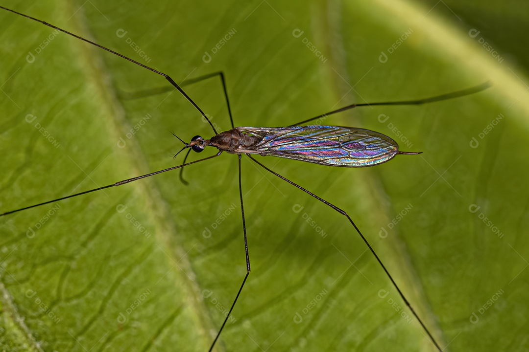 Limoniid Crane Fly do gênero Toxorhina