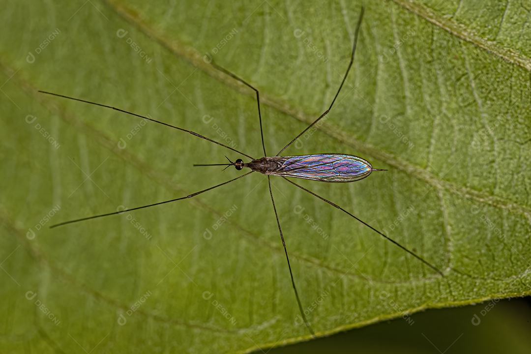 Limoniid Crane Fly do gênero Toxorhina