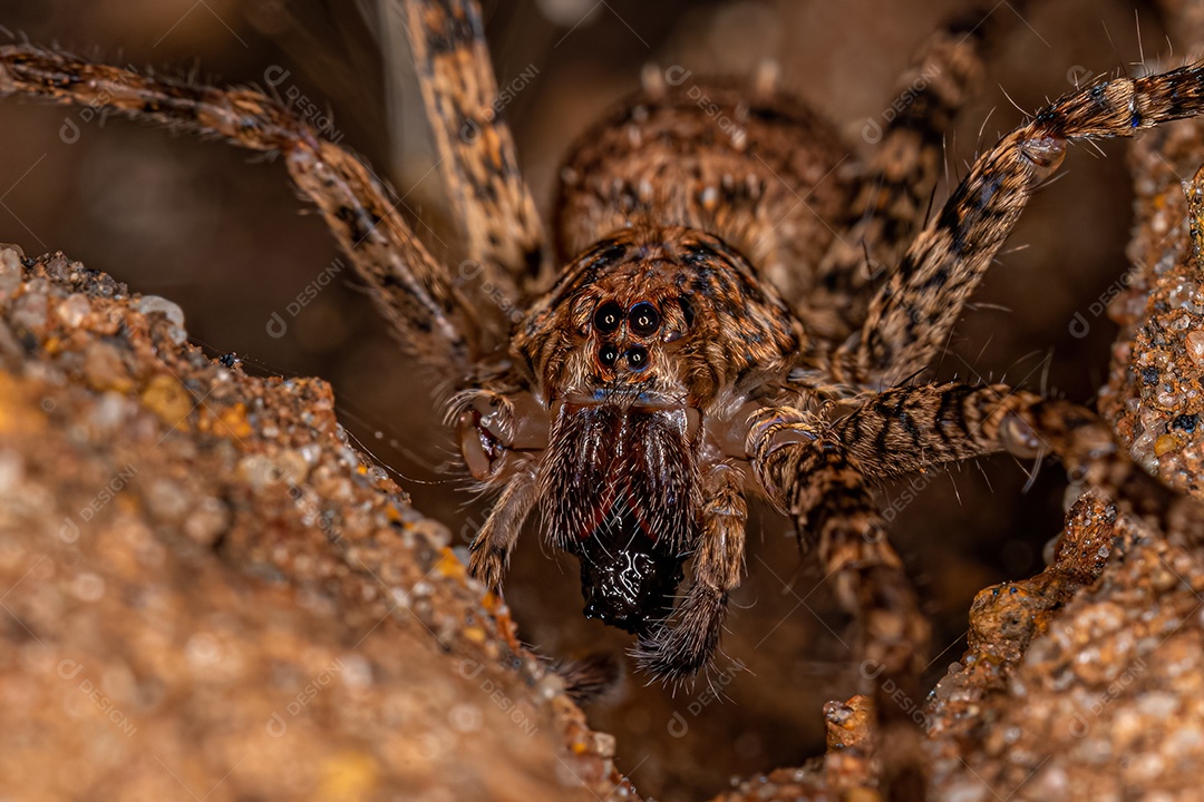 Aranha errante adulta da família Ctenidae