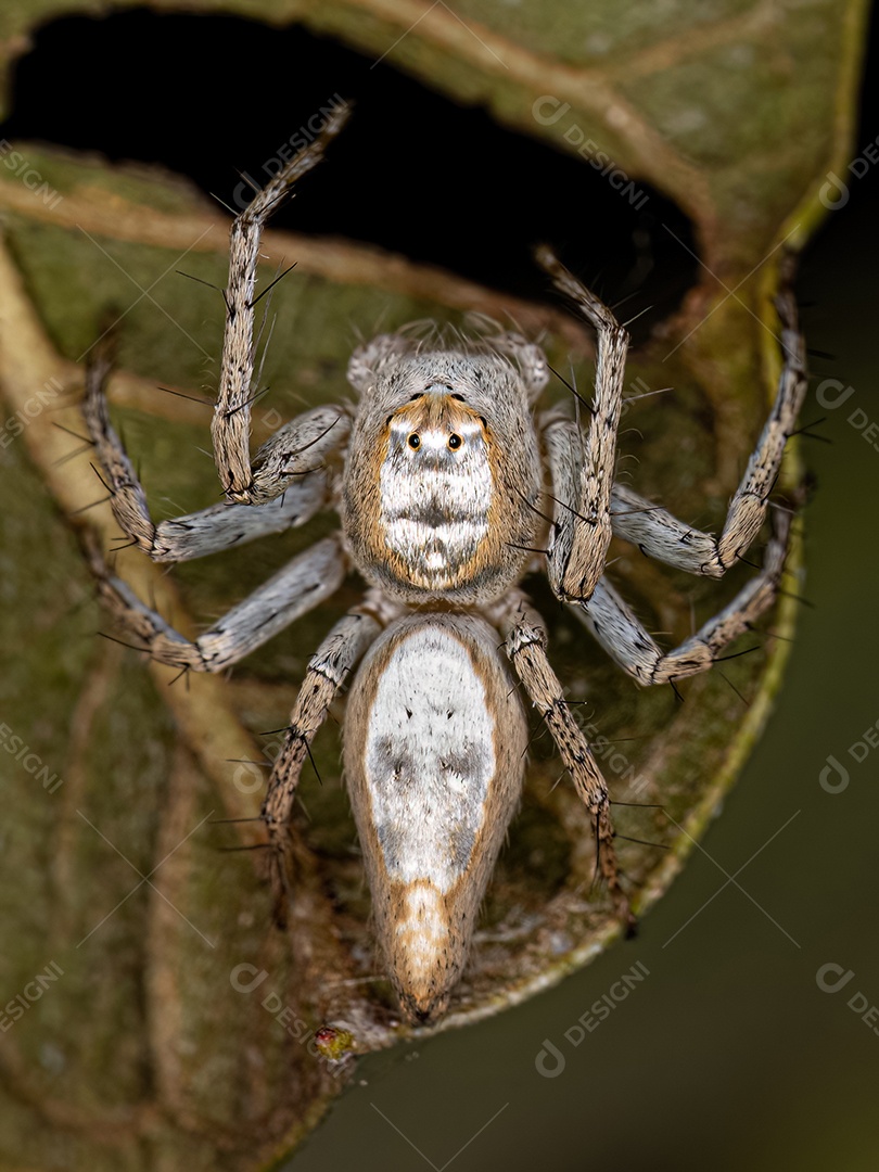 Aranha lince adulta fêmea da espécie Oxyopes niveosigillatus