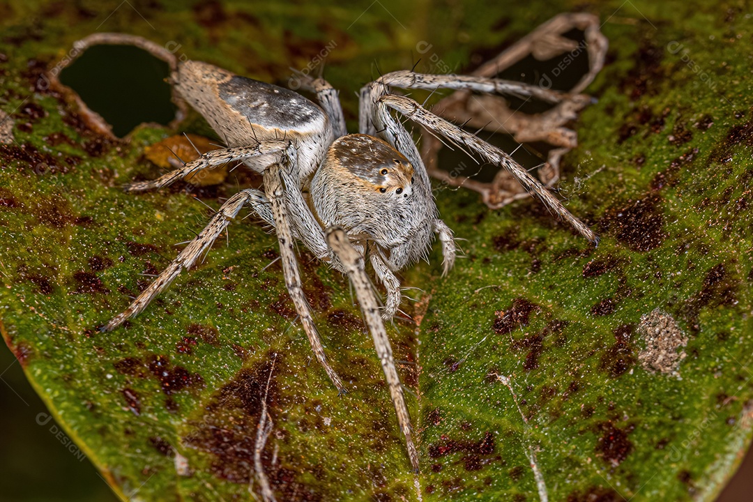 Aranha lince adulta fêmea da espécie Oxyopes niveosigillatus
