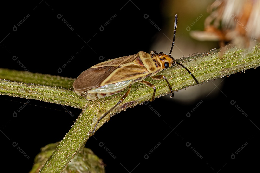 Inseto adulto da espécie Torvochrimnus poeyi