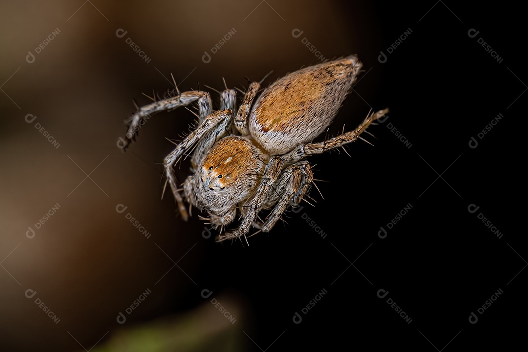 Aranha lince adulta fêmea do gênero Oxyopes