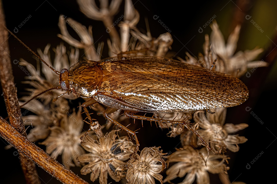 Barata de madeira adulta da família Ectobiidae