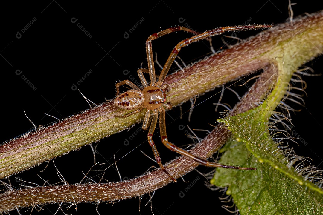 Aranha-caranguejo macho adulto da família Thomisidae