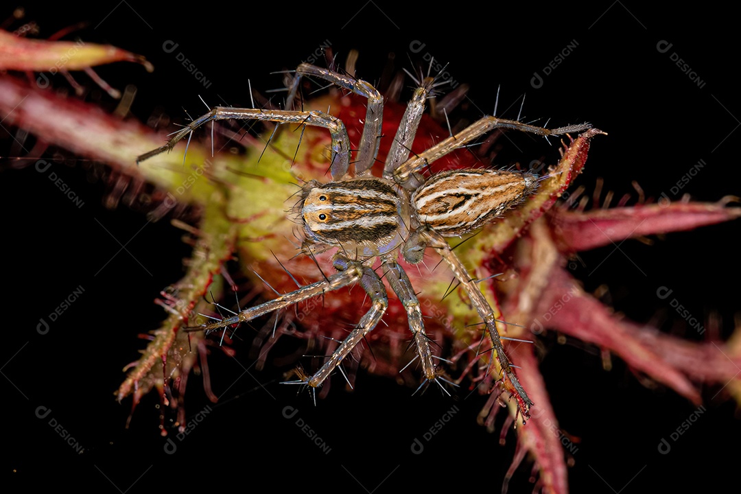 Aranha lince listrada do gênero Oxyopes