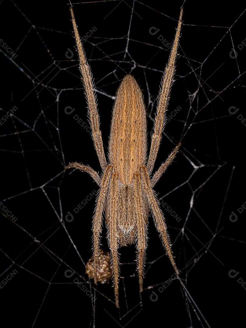 Fêmea adulta Orbweaver típico da família araneidae