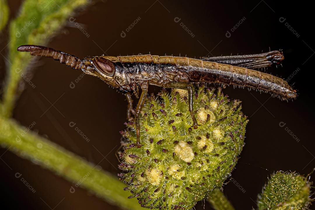 Mosca Lauxaniid adulta da família Lauxaniidae