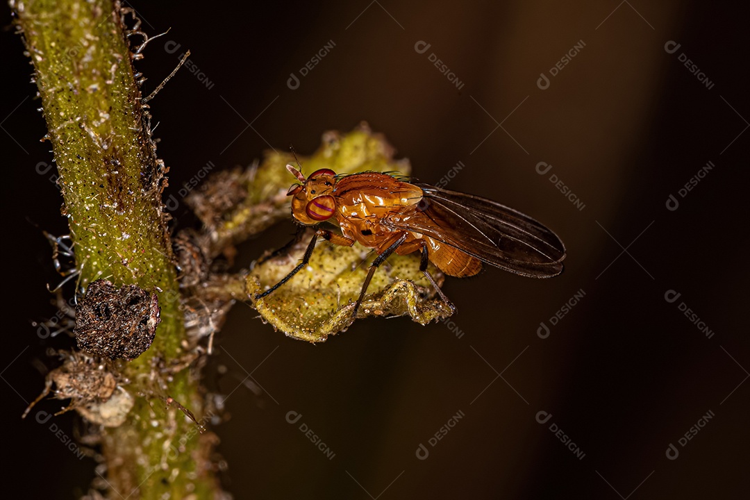 Mosca Lauxaniid adulta da família Lauxaniidae