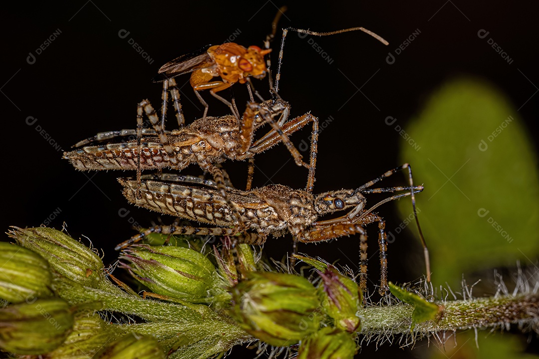 Insetos Assassinos Adultos do Gênero Cosmoclopius