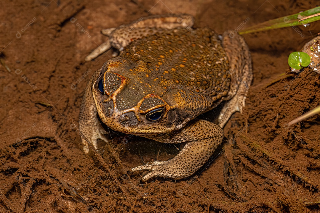Sapo Cururu adulto do gênero Rhinella