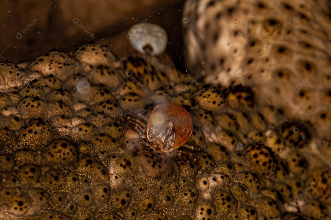 Fêmea adulta Bont Tick da espécie Amblyomma rotundatum