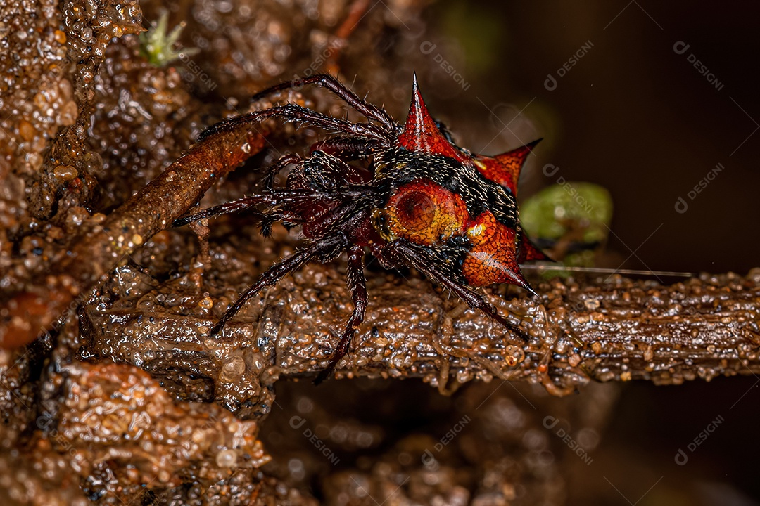 Fêmea adulta Orbweaver da espécie Actinosoma pentacanthum