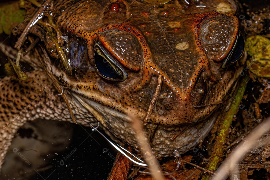 Sapo Cururu adulto do gênero Rhinella