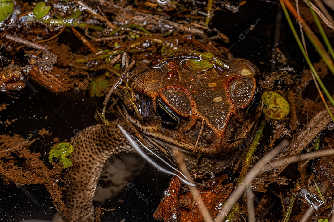 Sapo Cururu adulto do gênero Rhinella