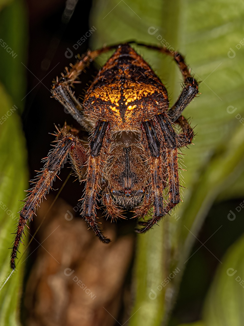Orbweaver clássico pequeno do gênero Eustala