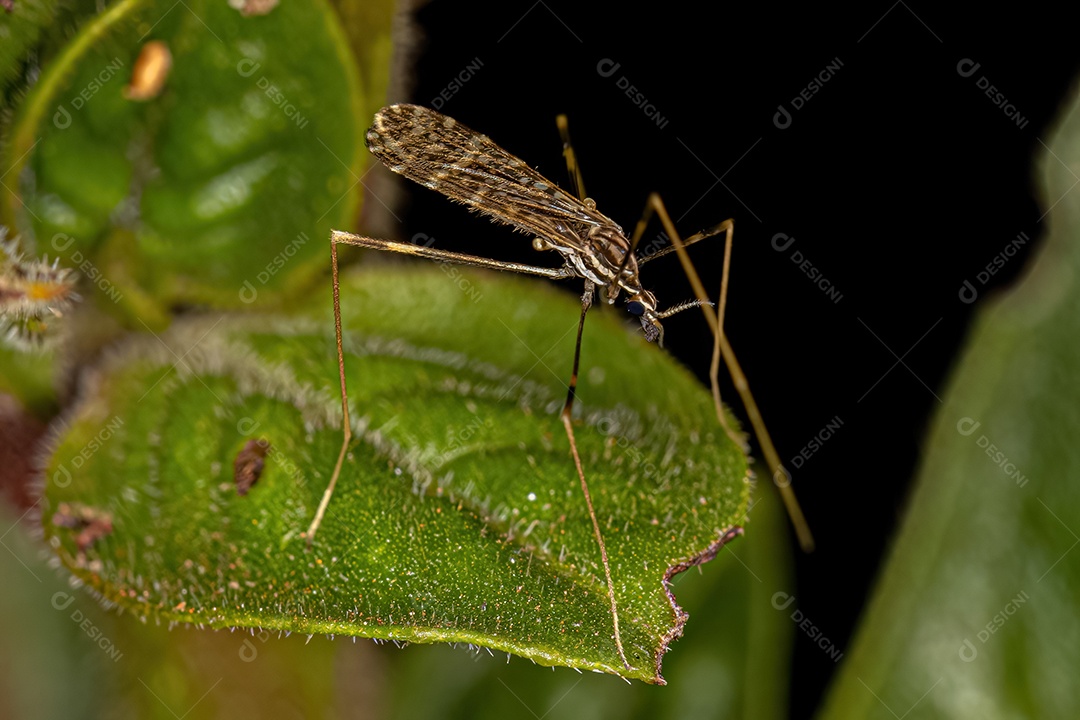Mosca limonídea adulta da família Limoniidae