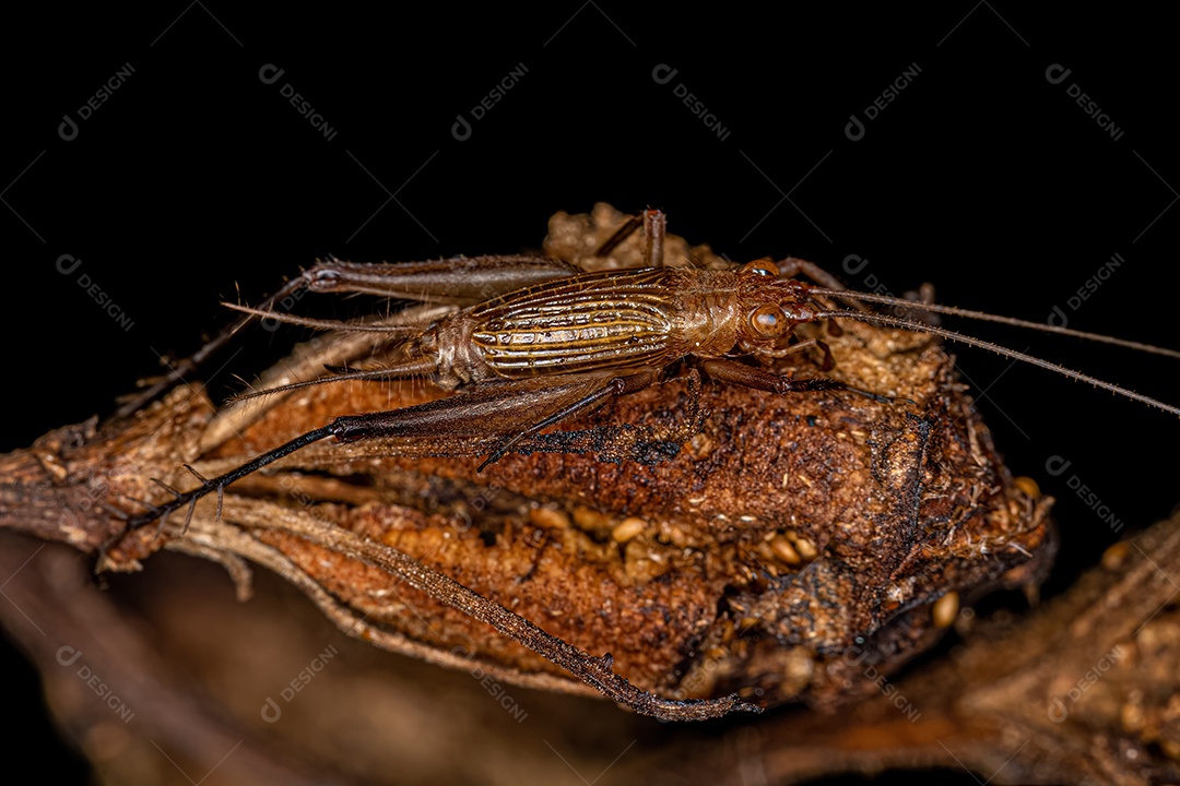 Grilo Verdadeiro Adulto da Tribo Trigonidiini