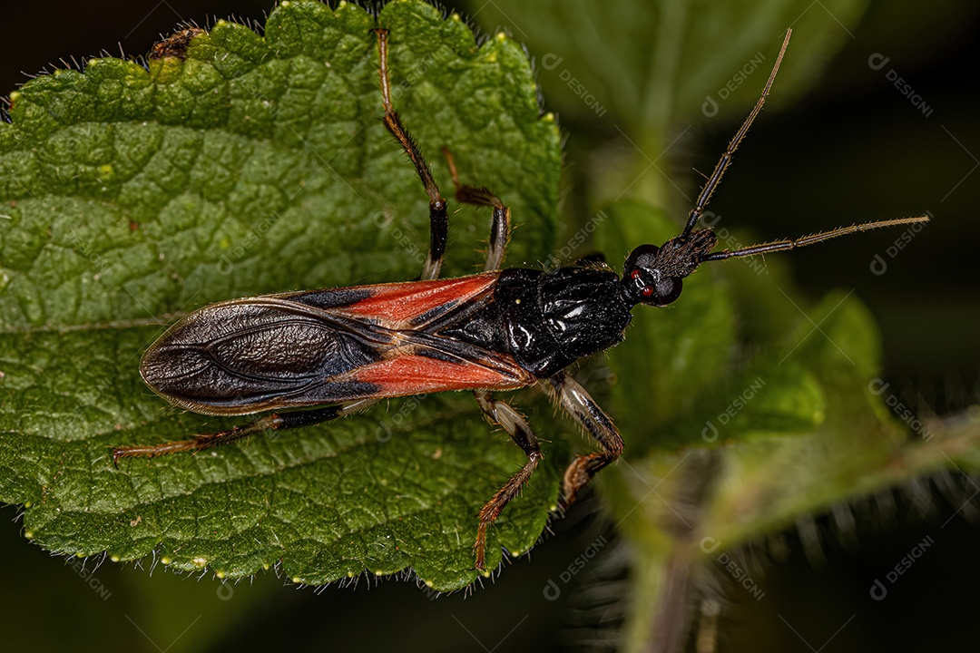 Aranha Orbweaver pequena da família Araneidae