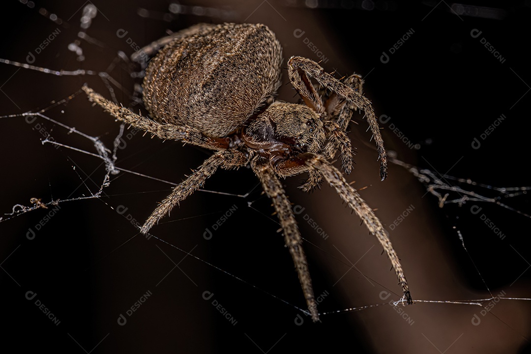 Aranha Orbweaver pequena da família Araneidae