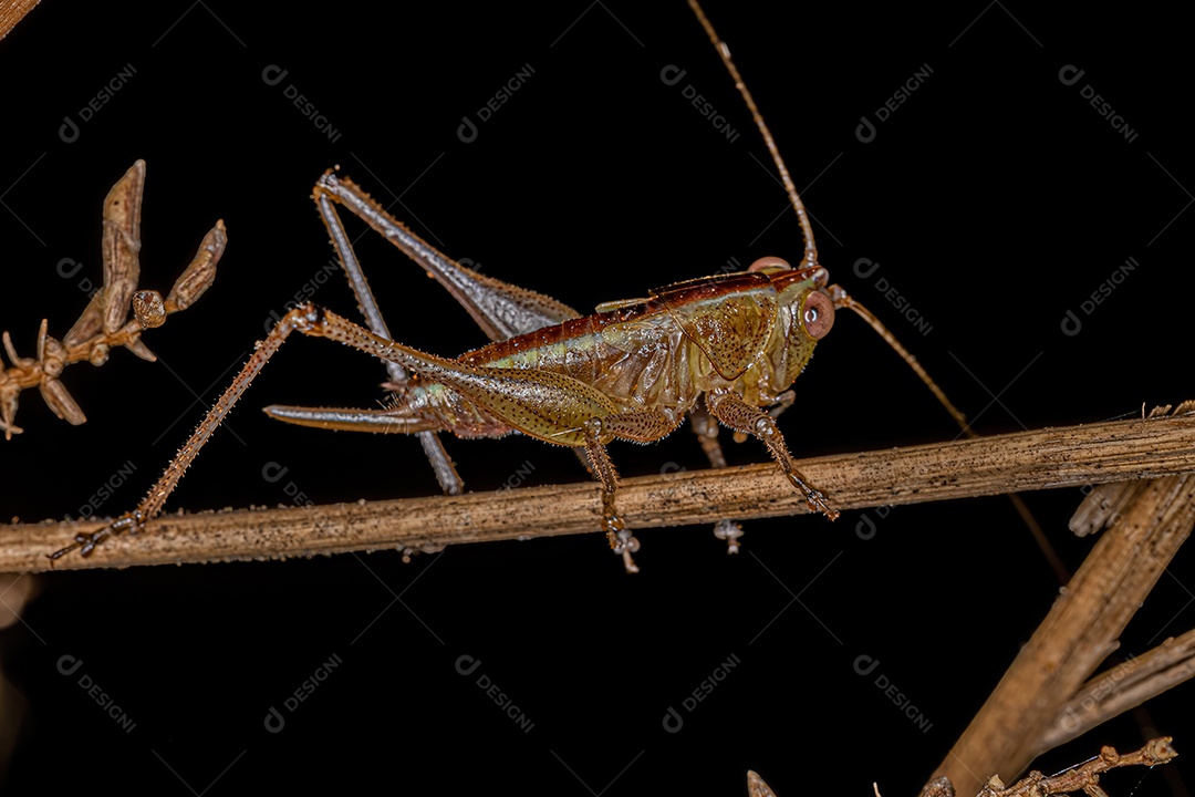 Lesser Meadow Katydid Ninfa do Gênero Conocephalus