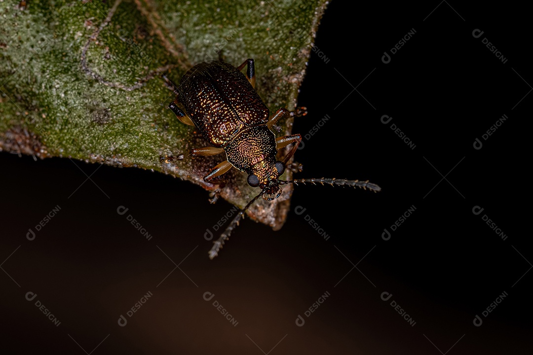 Besouro da folha adulto da subfamília Eumolpinae
